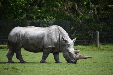 Fototapeta premium rhinocéros blanc