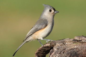 Titmouse On A Log