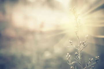 grass flower in morning sunshine