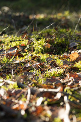 green moss, autumn leaves in a dark wild forest bathed in beautiful warm sunshine