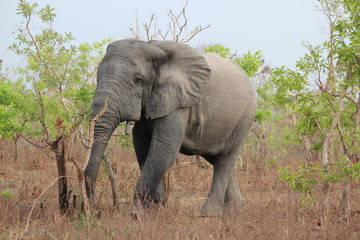 Obraz premium elephant