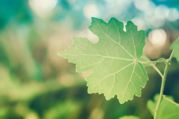 green leaf with colorful bokeh soft focus