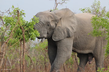 Fototapeta premium elephant