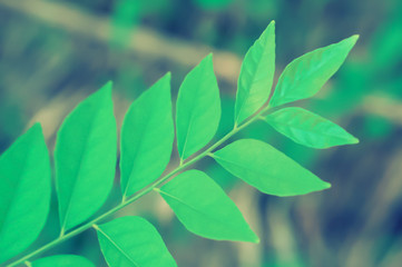 green leaves spring nature  background