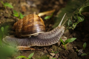 Snail on ground