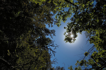 Looking up a branches with a blue sky and sunlight