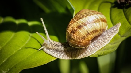 Snail on leaf