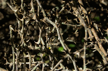 Thorny branches