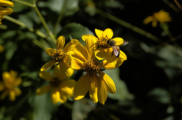 Yellow daisies with a bee