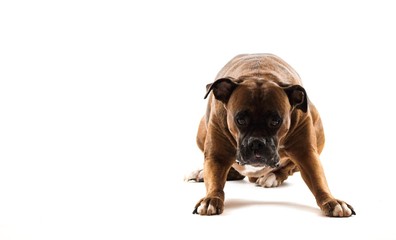 Boxer Dog Stretching