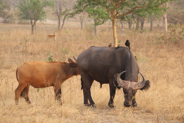 Obraz premium buffalo