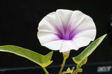 Fototapeta na wymiar Convolvulaceae Flower