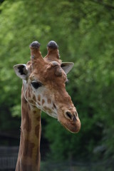 girafes