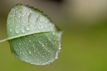 Leaf after rain with rain drops