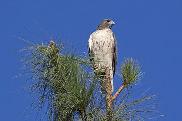 Bird hawk on tree top perch
