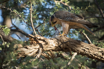 peregrine_falcon_1