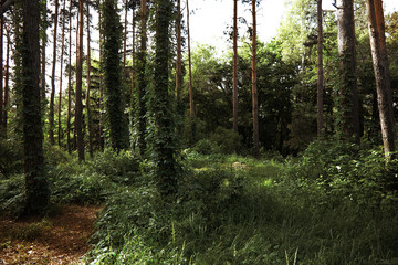 Fototapeta premium Forest with pine trees