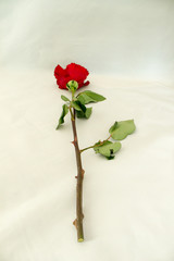 Isolated Rose with thorny stem.