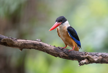 Black-capped Kingfisher (Halcyon pileata)