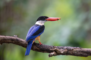 Black-capped Kingfisher (Halcyon pileata)