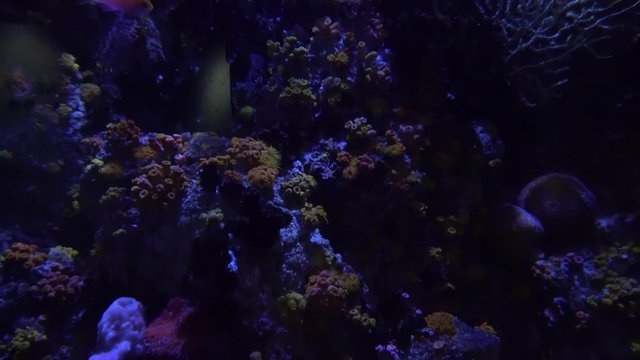 Underwater view of Colorful Exotic fishes in an Aquarium in 4K (UHD)