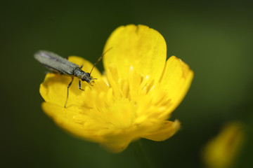 Insect on yellow flower