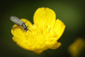 Insect on yellow flower