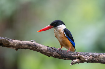 Black-capped Kingfisher (Halcyon pileata)