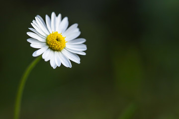 Obraz premium Common daisy after rain