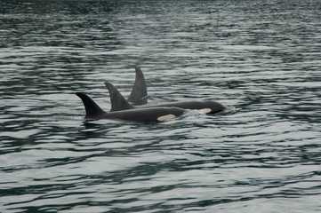family of killer whales in their Pod