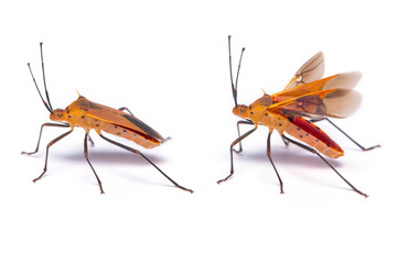 Assassin Bug isolated on white background