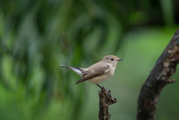 Red-throated Flycatcher (Ficedula albicilla), beautiful bird