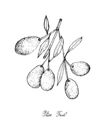 Hand Drawn of Green Olives on White Background