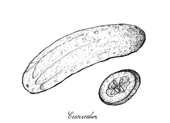 Hand Drawn of Fresh Green Cucumber on White Background