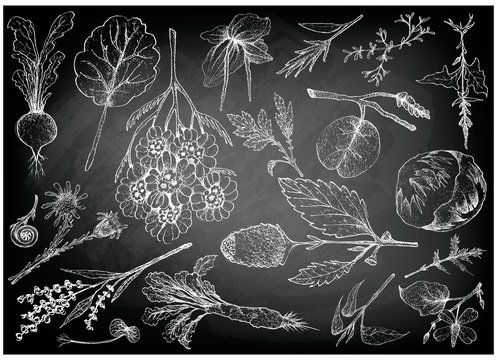 Hand Drawn of Leafy and Salad Vegetable