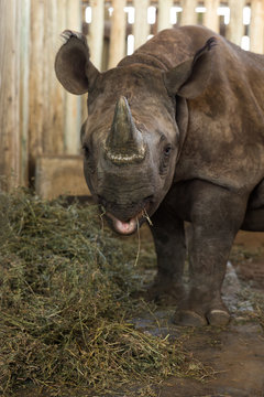 rhino_6