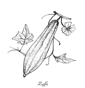 Hand Drawn of Fresh Green Ridged Gorud