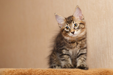 Fototapeta na wymiar Cute little bobtail kitten
