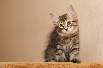 Cute little bobtail kitten