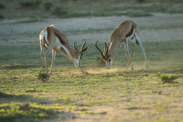 springbok_1