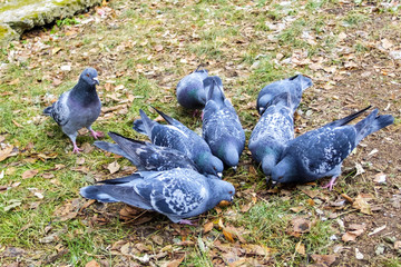Fototapeta premium Pigeons on the grass eating seeds.