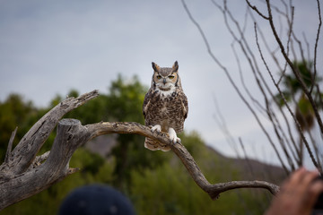 Great Horned Owl