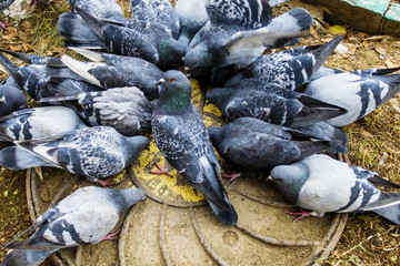 Doves eat millet on kanalizatsionno hatch.