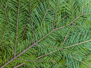 branches of fir. Christmas texture. broom of fir for the bath or Spa.