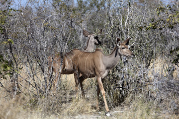 Nyala