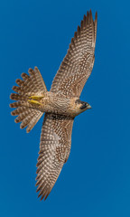 A peregrine falcon demonstrating its speed and agility