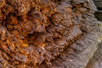 Firewood harvested for the winter neatly stacked. Natural wooden background, chopped firewood. Cross section of a cut wood tree trunk slice with wavy pattern cracks and rings sawed down from the woods