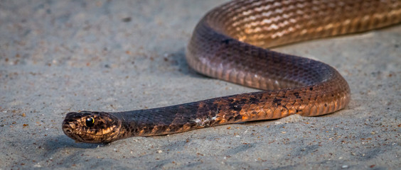 Eastern Coachwhip sunbathing on a florida beach