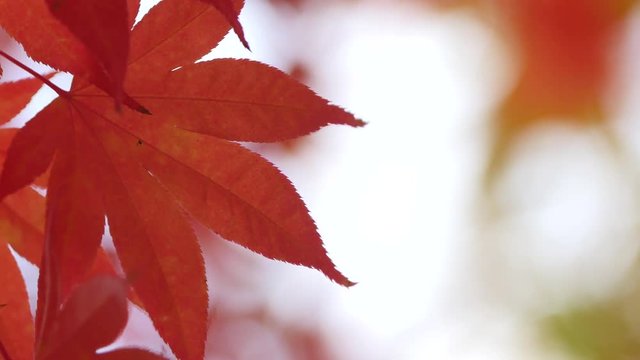 Beautiful image of red maple leaves in wind