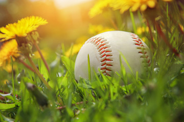 Baseball lying in tall grass and dandelions